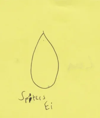 Spitzesei